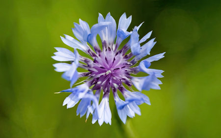 Blue cornflower (Centaurea cyanus) on green backgroundの素材