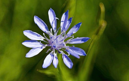 Flower of cornflower (Cichorium intybus)の素材