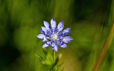 Close up of a cornflower (Centaurea cyanus)の素材