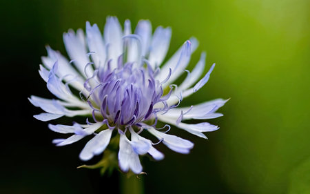 Beautiful blue cornflower in the garden. Close-up.の素材
