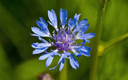 Blue cornflower, Centaurea cyanus, on green backgroundの素材