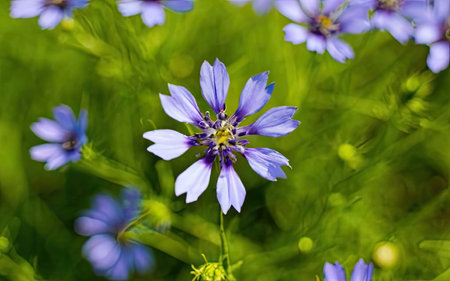 Flowering cornflowers in a meadow close-upの素材