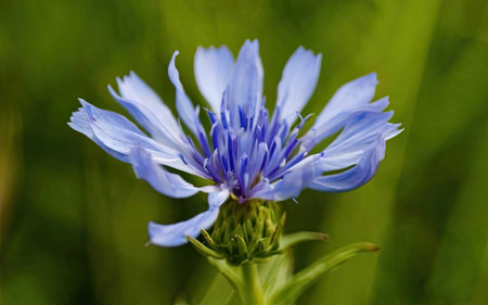 Blue flower of chicory on a green background. Close-up.の素材
