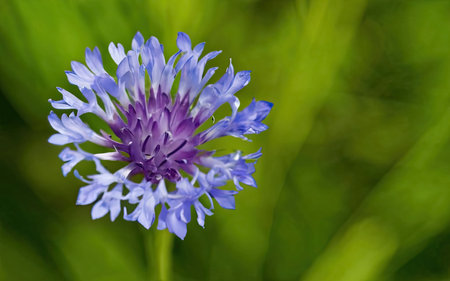 Blue cornflower (Centaurea cyanus) on green backgroundの素材