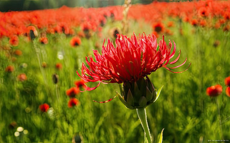 Beautiful red chrysanthemum flower on the field.の素材