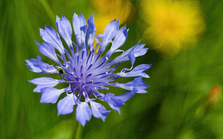 Blue cornflower (Centaurea cyanus) on green backgroundの素材