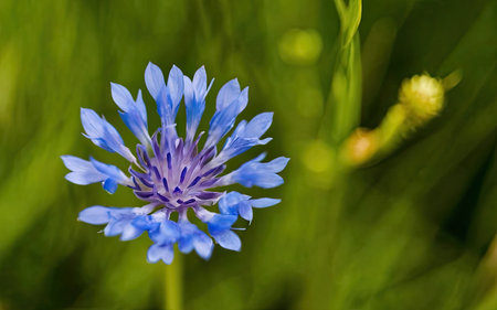 Blue cornflower (Centaurea cyanus) on green backgroundの素材