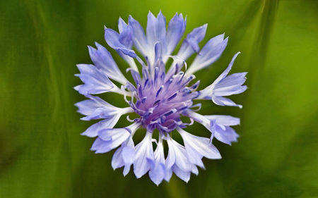 Centaurea cyanus, also known as cornflower.の素材