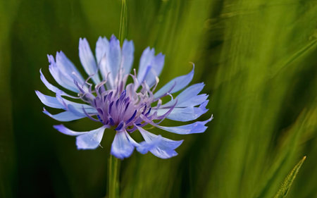 Beautiful blue cornflower on a green background. Shallow depth of fieldの素材