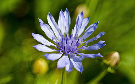 Blue cornflower (Centaurea cyanus) on green backgroundの素材