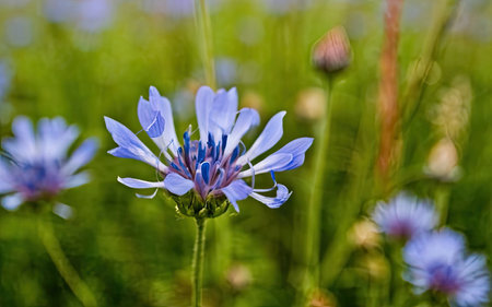 Cornflower (Centaurea cyanus) in the fieldの素材