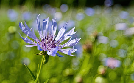 Blue cornflower on a green meadow in summer, macro shotの素材