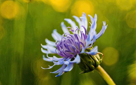 Beautiful blue cornflower in the meadow, close-upの素材