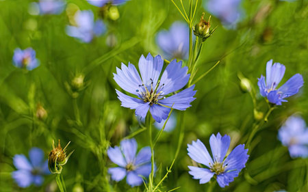 Blue flowers of chicory on the background of a green meadowの素材