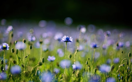 Beautiful cornflowers in the meadow on a sunny dayの素材