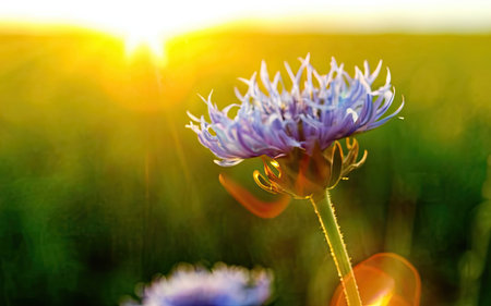 Blue cornflower on the background of the setting sun in the fieldの素材