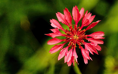 Red cornflower on a green background with copy space for text.の素材