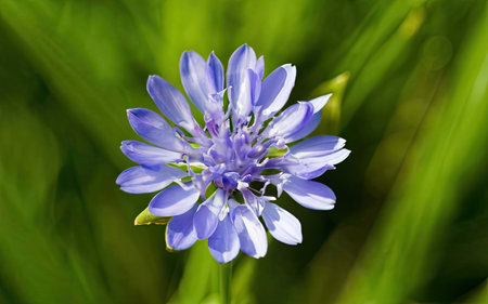 Cornflower (Centaurea cyanus) on green backgroundの素材