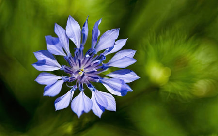 Beautiful blue cornflower on a green background. Close-upの素材