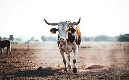 Cows in a farm in the countryside of Thailand. Selective focus.の素材