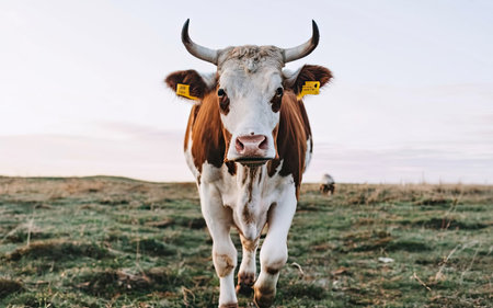 Cows grazing in the meadow at sunset. Cows grazing in the meadow.の素材
