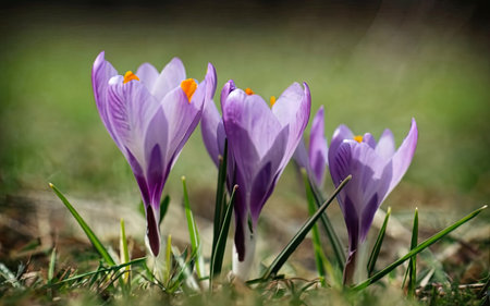 Close up of purple crocuses in the grass. Early spring.の素材