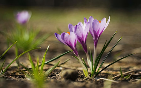 Purple crocus flowers in the garden. Early spring. Symbol of peace and joyの素材