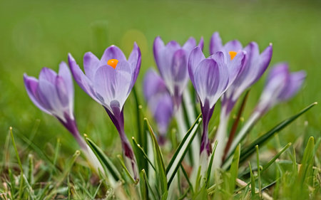 Beautiful crocus flowers in the spring garden. Early spring.の素材