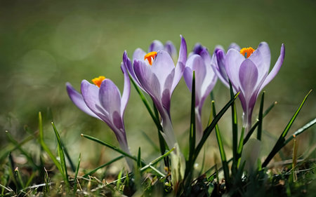 Crocuses in the meadow. Early spring. Europe. Symbol of peace and joy. Landscape photography.の素材