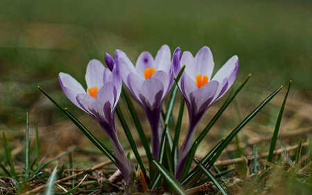 Beautiful crocus flowers in the spring forest. Early spring.の素材