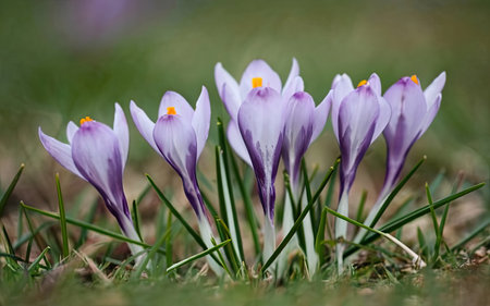 Spring crocus flowers in the garden. Early spring. Europe.の素材