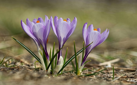 Close up of purple crocus flowers blooming in early spring.の素材