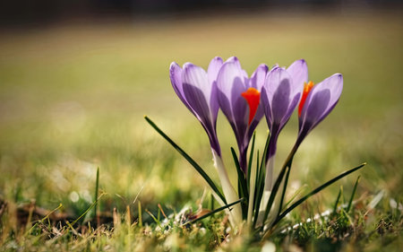 purple crocus flower in the grass on a sunny spring dayの素材