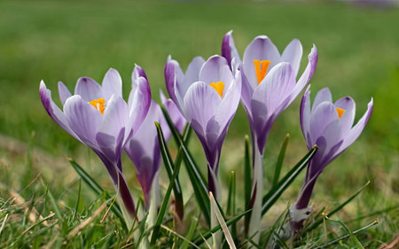 Close-up of crocus flowers in a meadow in springの素材