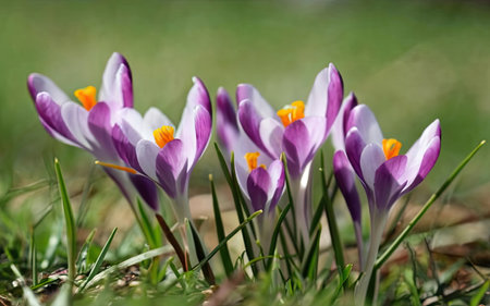 Beautiful crocus flowers in the meadow. Early spring.の素材