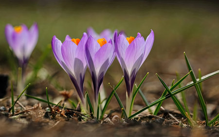 Spring crocus flowers in the garden. Early spring. Europe.の素材