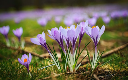Crocus flowers in the forest. Early spring. Europe. Beauty in nature.の素材