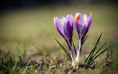 Purple crocus flowers in the grass. Early spring. Europe.の素材
