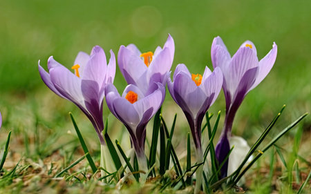 Close up of crocus flowers in spring, selective focus, shallow DOFの素材