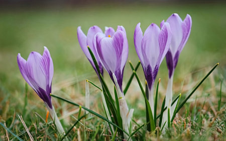 Close up of crocuses in the grass. Early spring.の素材