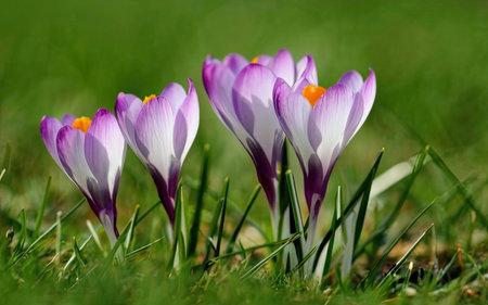 Close up of purple crocus flowers in the grass. Early spring.の素材