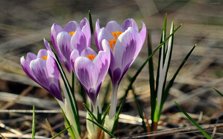 Spring crocus flowers in the forest. Early spring. Europe. Beauty world.の素材