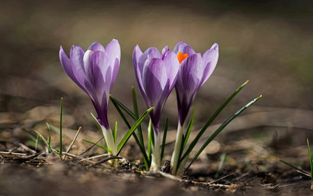 Purple crocuses in the forest, first spring flowers.の素材