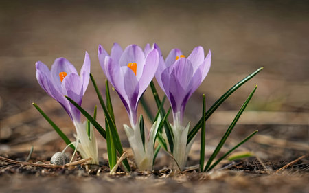Beautiful crocus flowers in early spring. First spring flowers.の素材