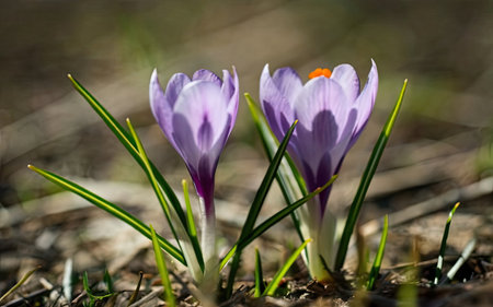 Spring crocus flowers in the forest. Early spring. Symbol of peace and joy. Landscape photography.の素材