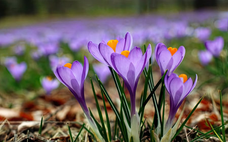 Purple crocus flowers in the forest. Early spring. Symbol of peace and joy. Landscape photography.の素材