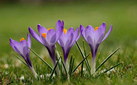 Crocus (Crocus sativus) is a genus of flowering plants in the iris family. It is native to Europe and Asia.の素材