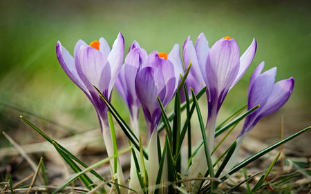 Beautiful crocus flowers in the forest. Early spring. Europe.の素材