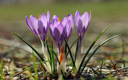 Purple crocus flowers on a meadow in early spring.の素材