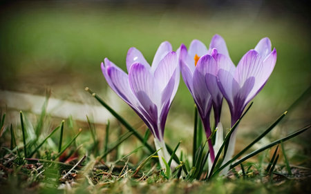 Purple crocus flowers in the garden. Springtime. Europe.の素材